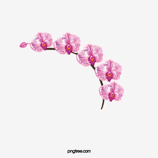 Orchid clipart file. Flowers squid branches png