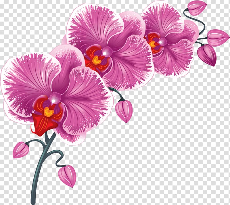 orchid clipart floral