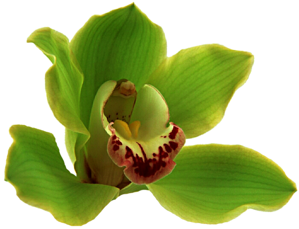 orchid clipart fuschia