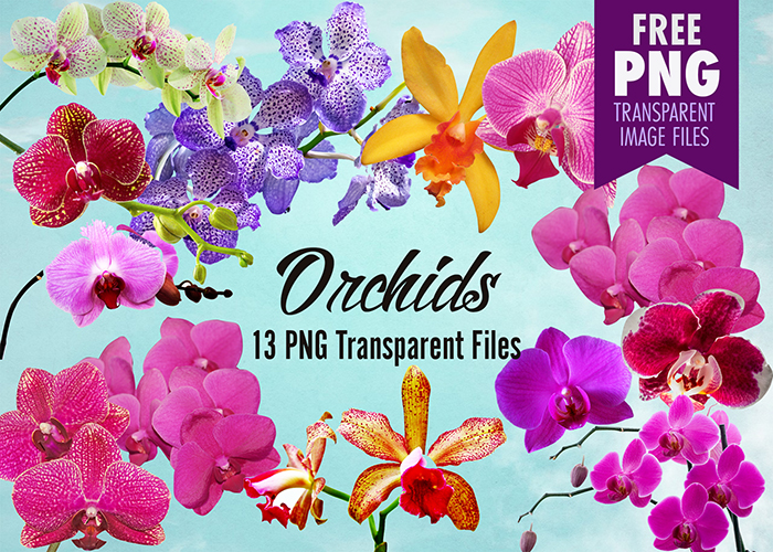 Flower clip art transparent. Orchid clipart fuschia