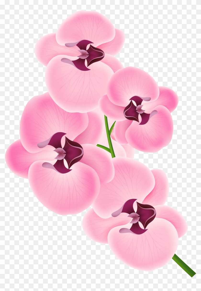 Orchid clipart fuschia. Tropical png free 