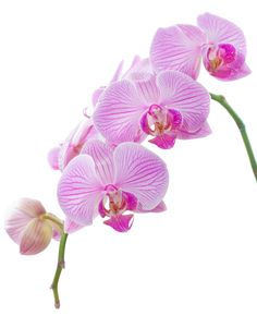 orchid clipart high re
