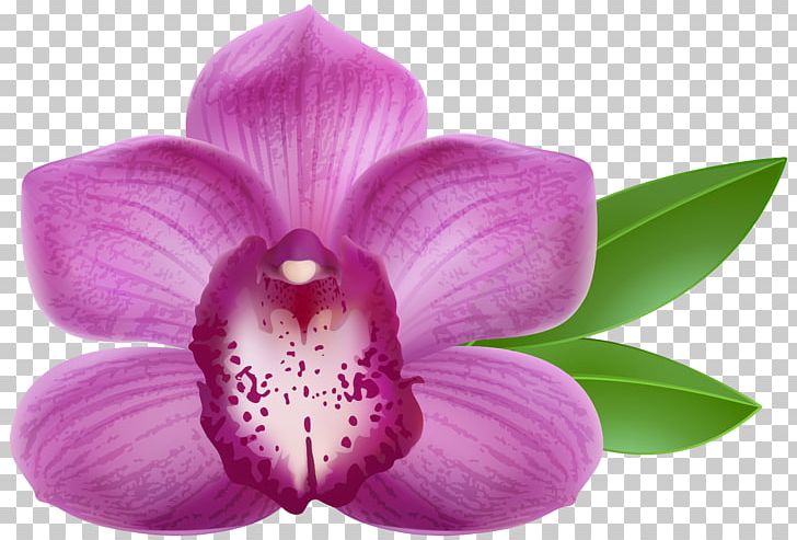 Orchid clipart high re, Orchid high re Transparent FREE for download on