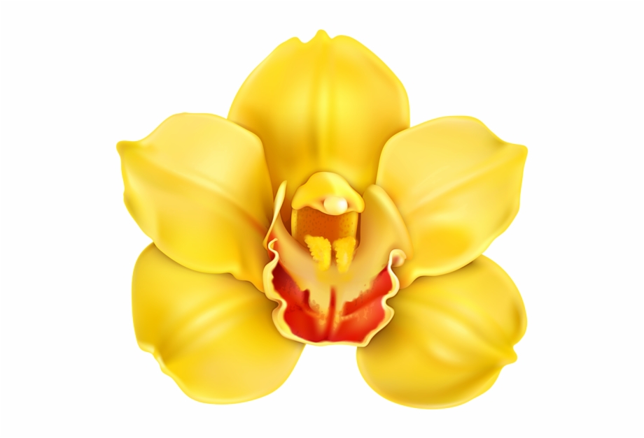 orchid clipart high resolution
