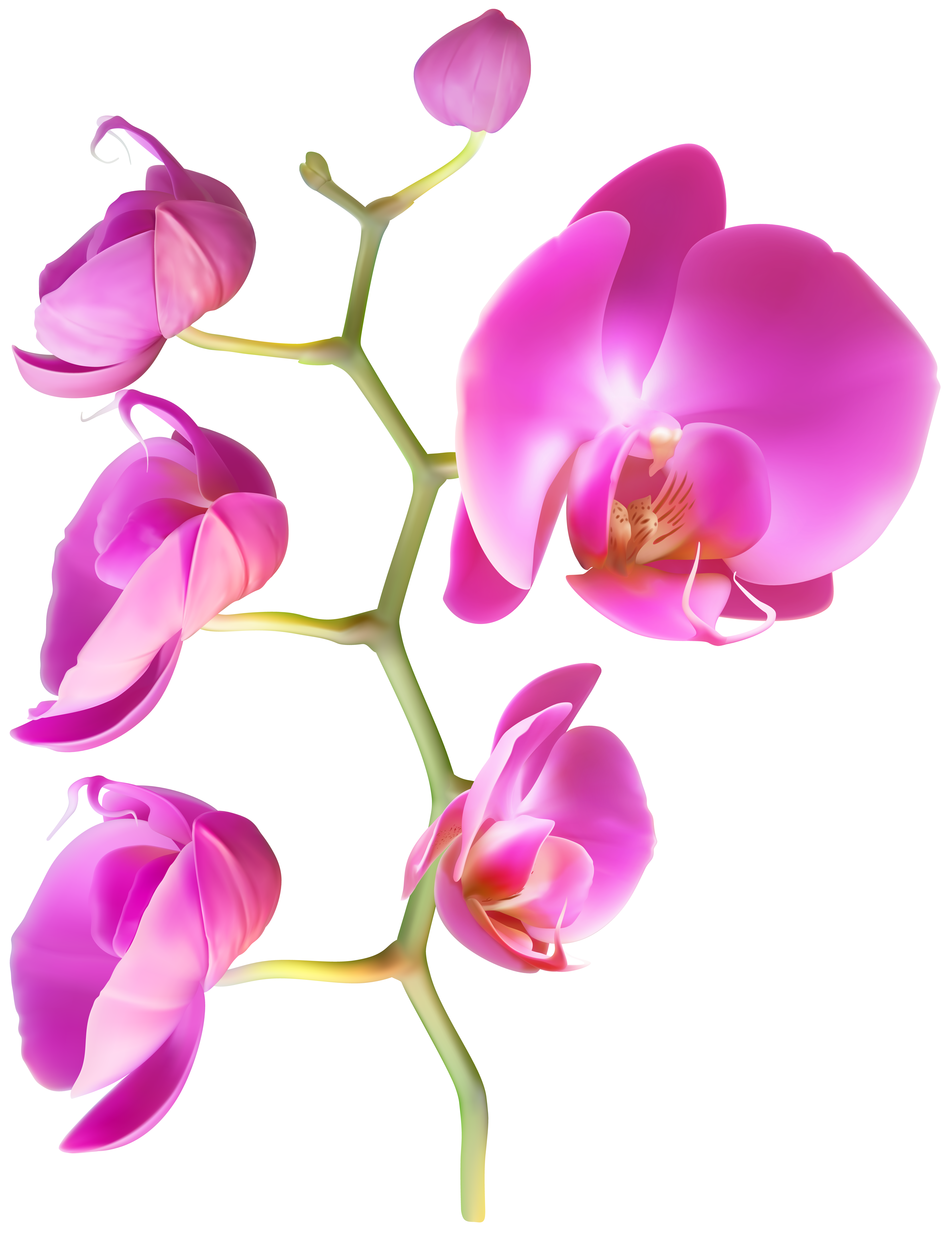 orchid clipart high resolution