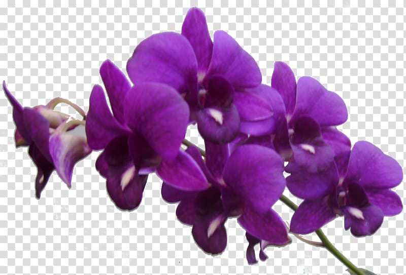 orchid clipart lilac