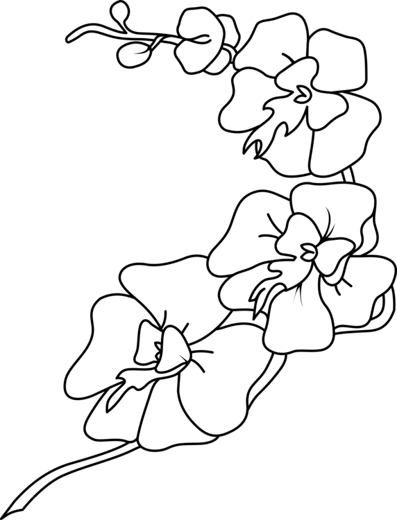 orchid clipart line art