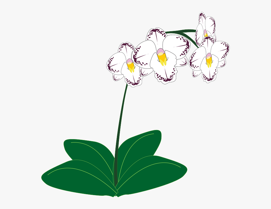 orchid clipart line art