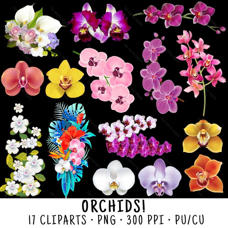 orchid clipart live