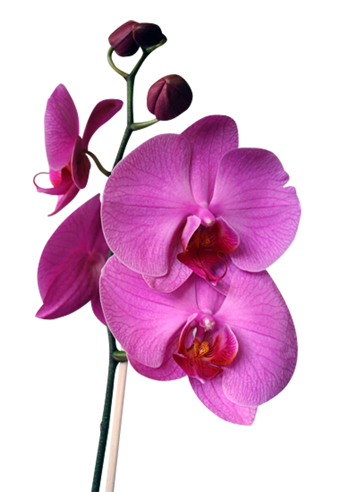orchid clipart live