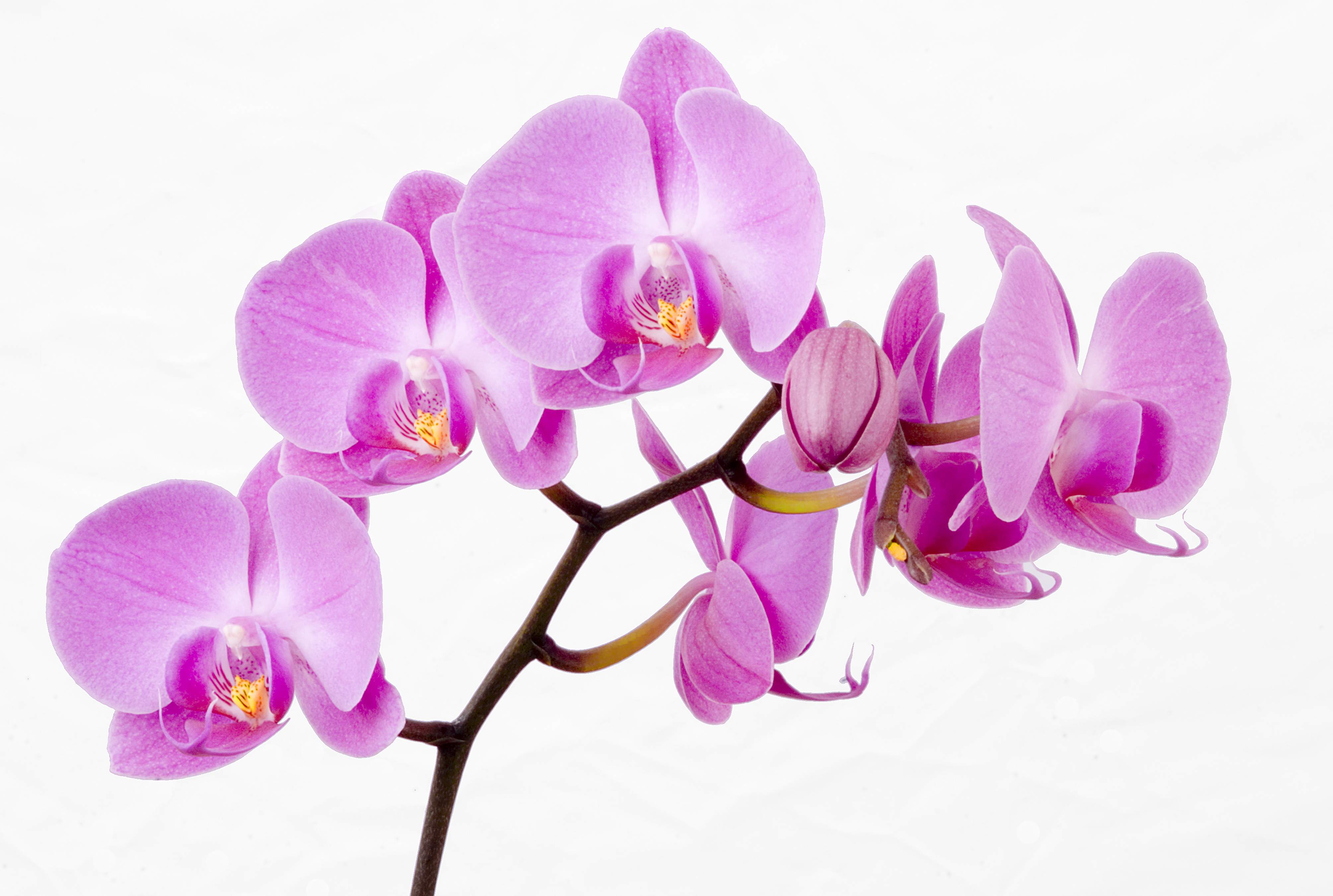 orchid clipart live