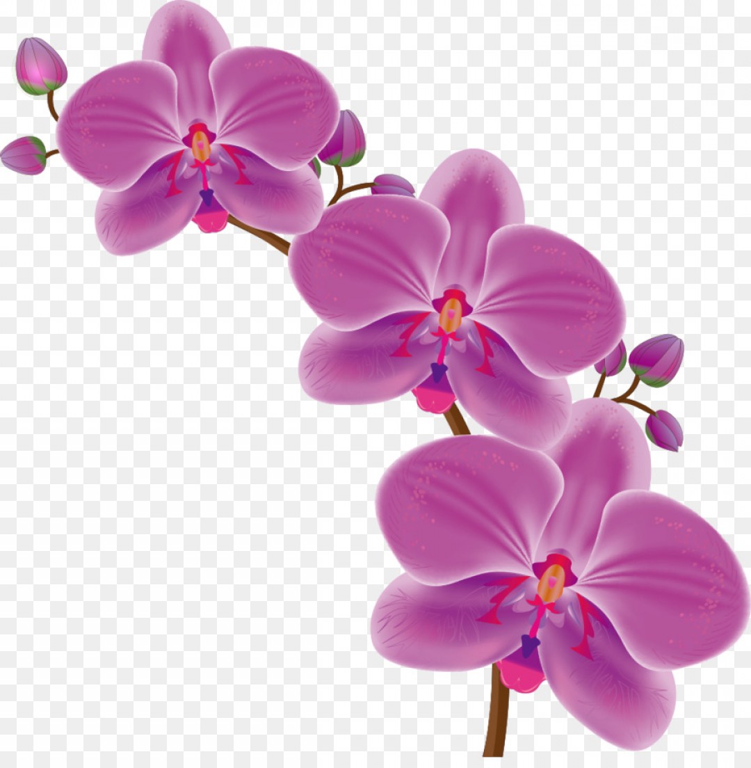 Download Orchid clipart moon, Orchid moon Transparent FREE for ...