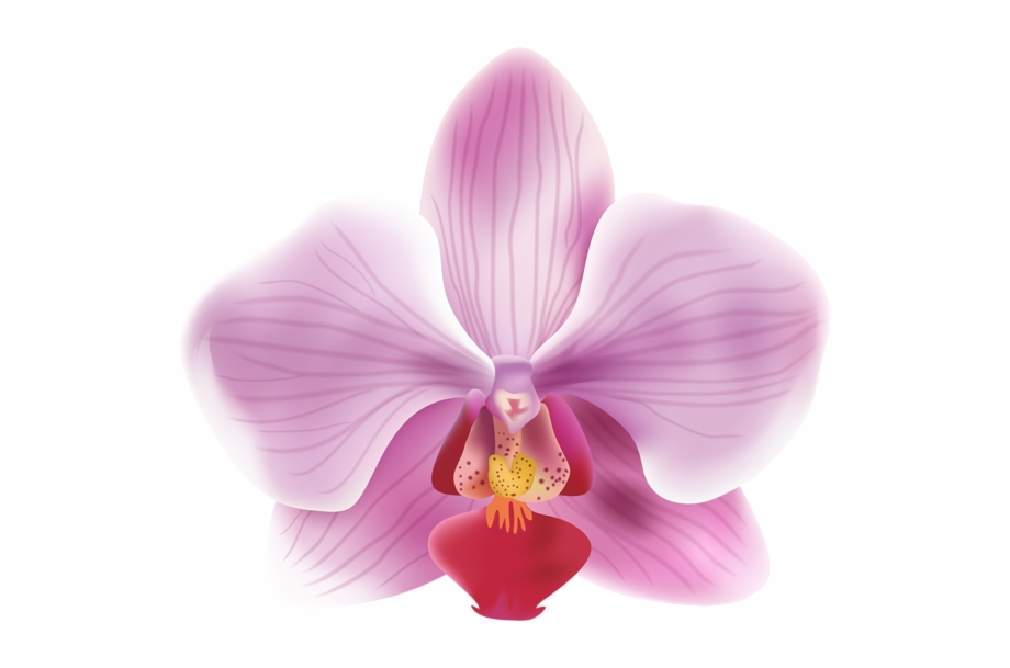 orchid clipart moon