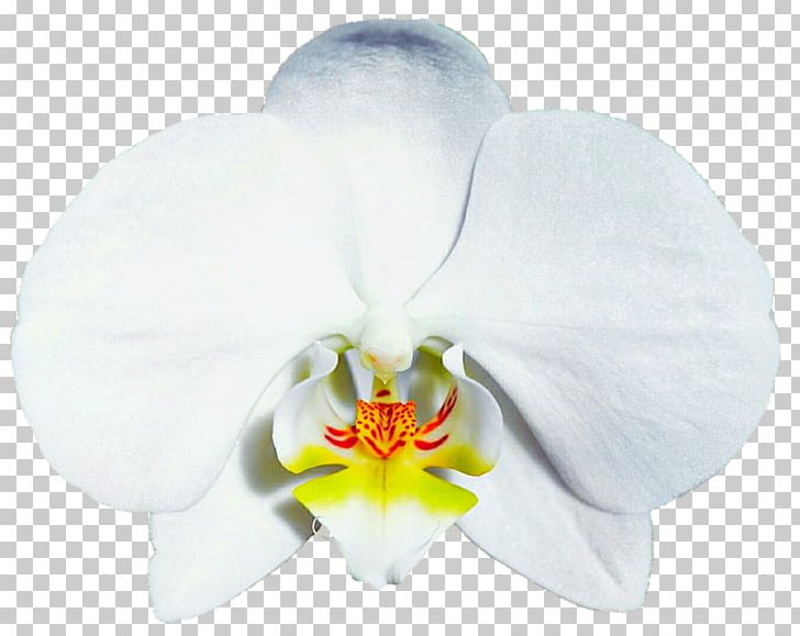 Orchid clipart moth. Orchids flower png cattleya