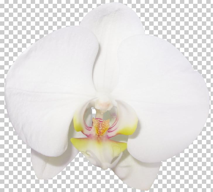 orchid clipart moth