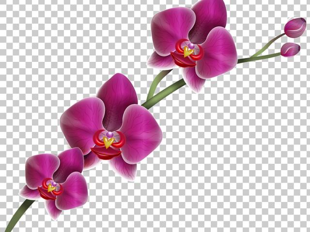 orchid clipart objects