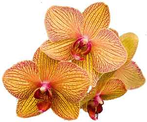 orchid clipart orange