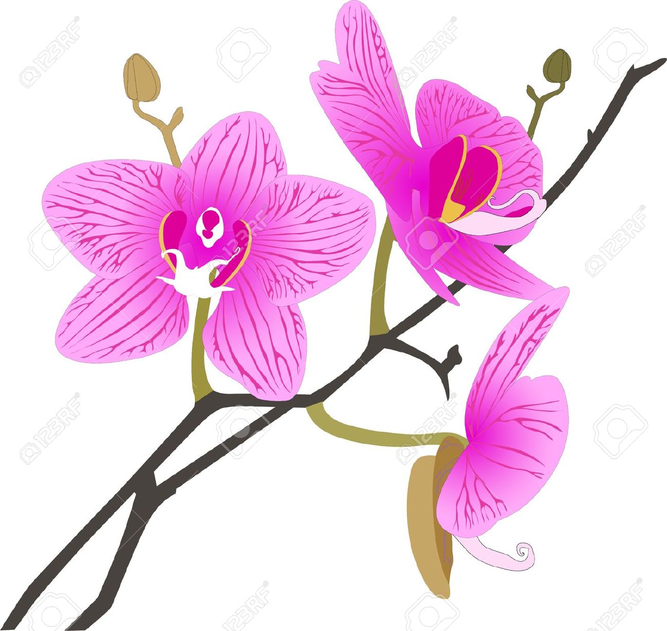 orchid clipart orchid flower