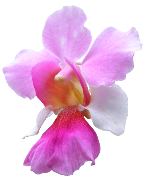 orchid clipart orchid singapore