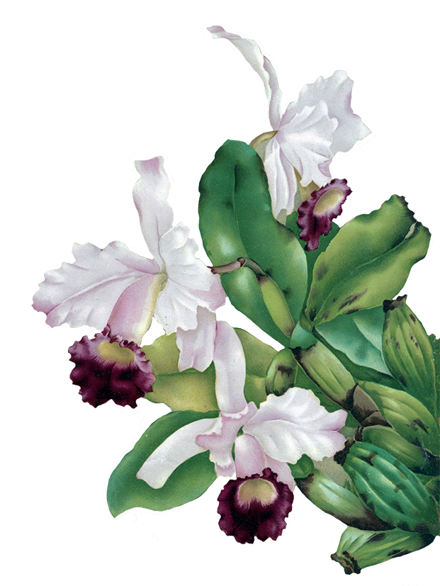 Orchid Clipart Orchid Singapore Picture 1787344 Orchid Clipart Orchid Singapore