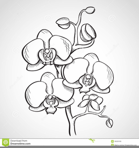 orchid clipart orchid sketch
