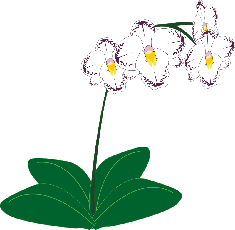 orchid clipart orchid sketch