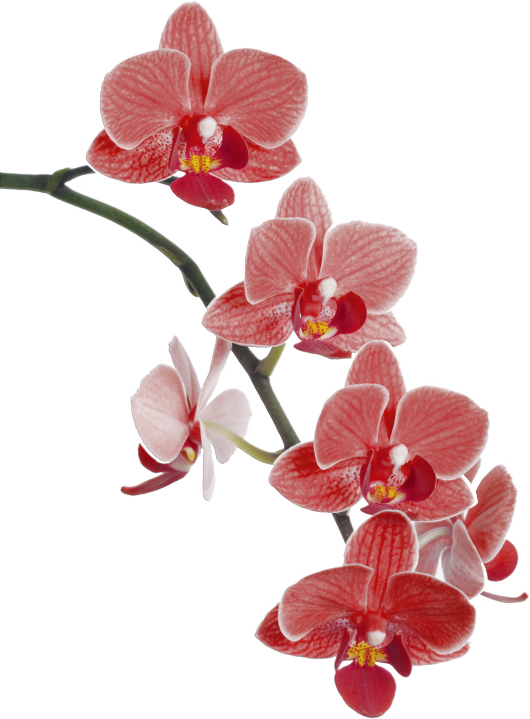 Orchid Clipart Orchid Sketch Picture 1787341 Orchid Clipart Orchid Sketch