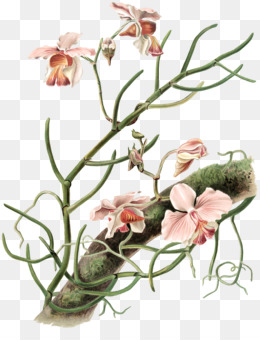 orchid clipart orchid tree