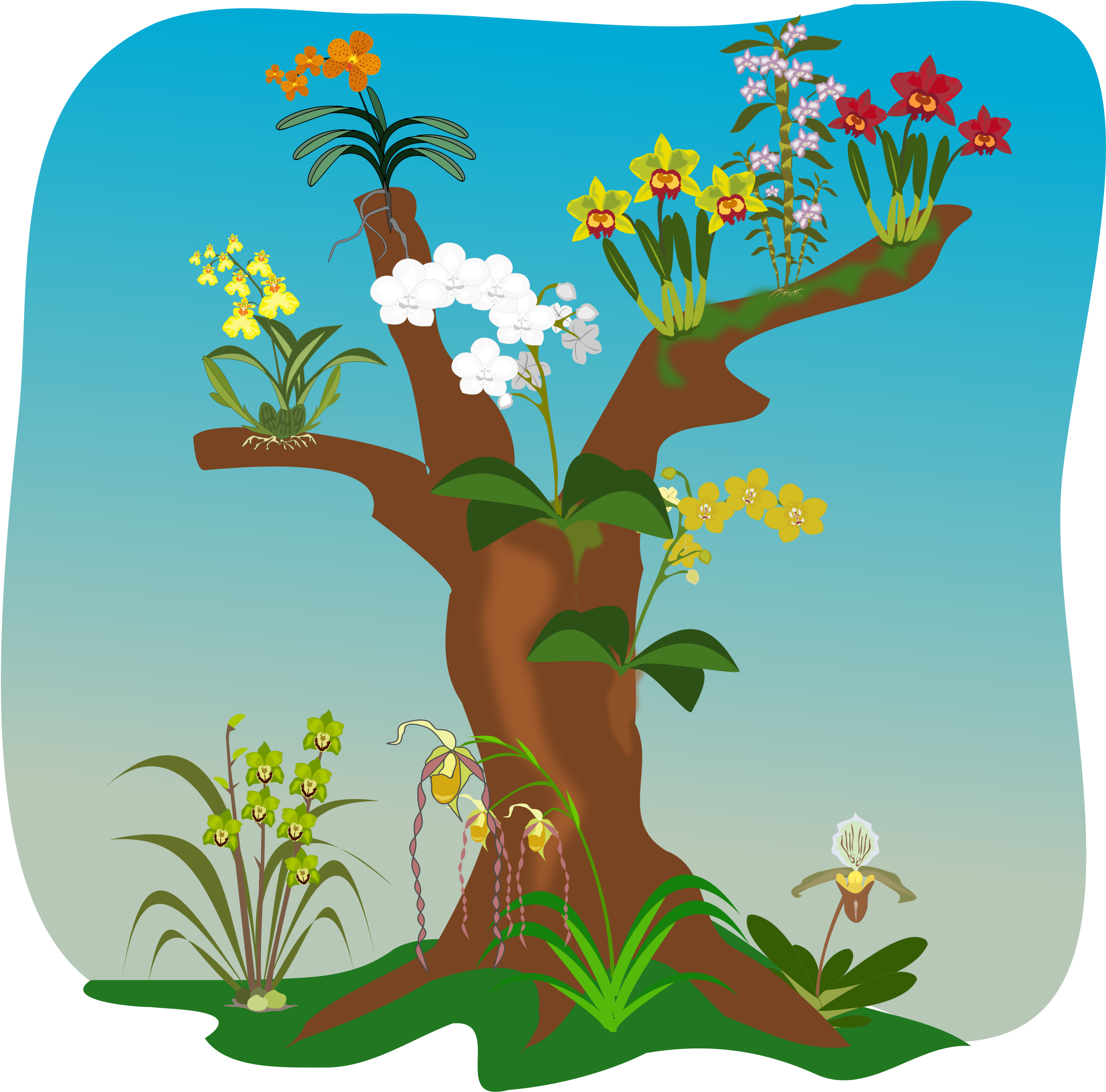orchid clipart orchid tree