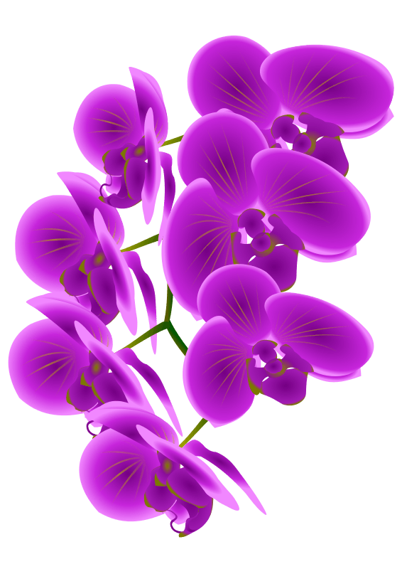 orchid clipart orkid
