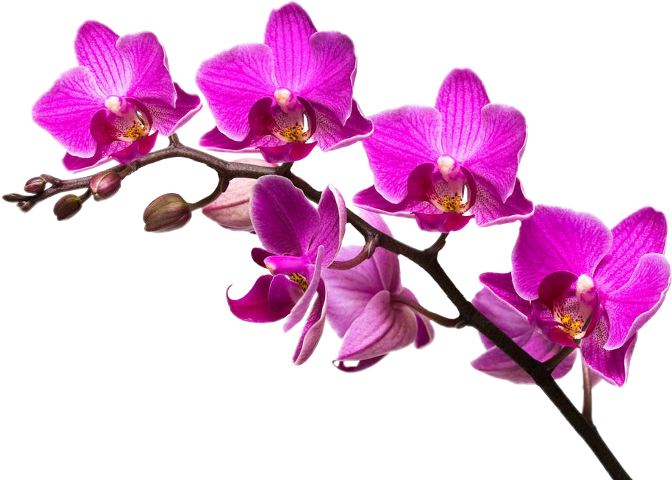 Orchid orkid