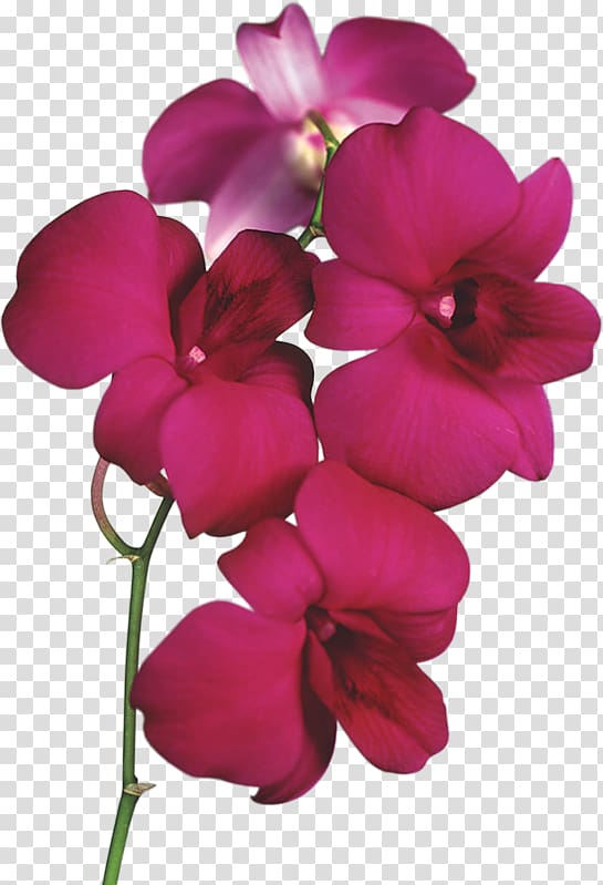 orchid clipart petals