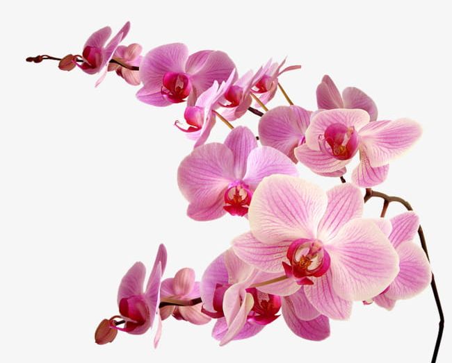orchid clipart pink