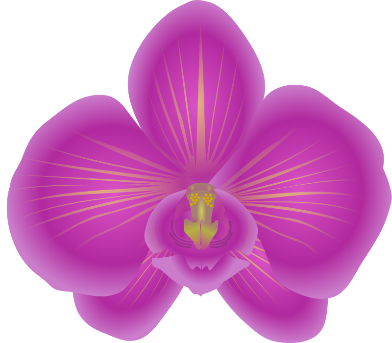orchid clipart pink