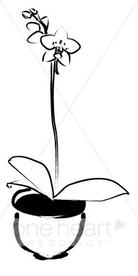 orchid clipart potted orchid