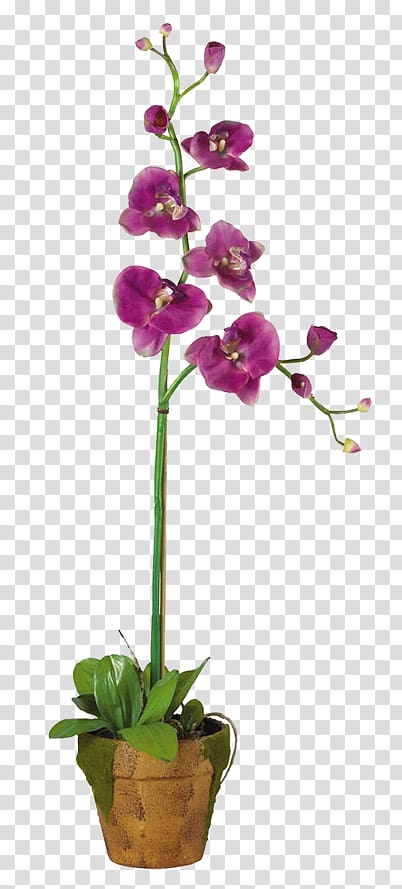 orchid clipart potted orchid