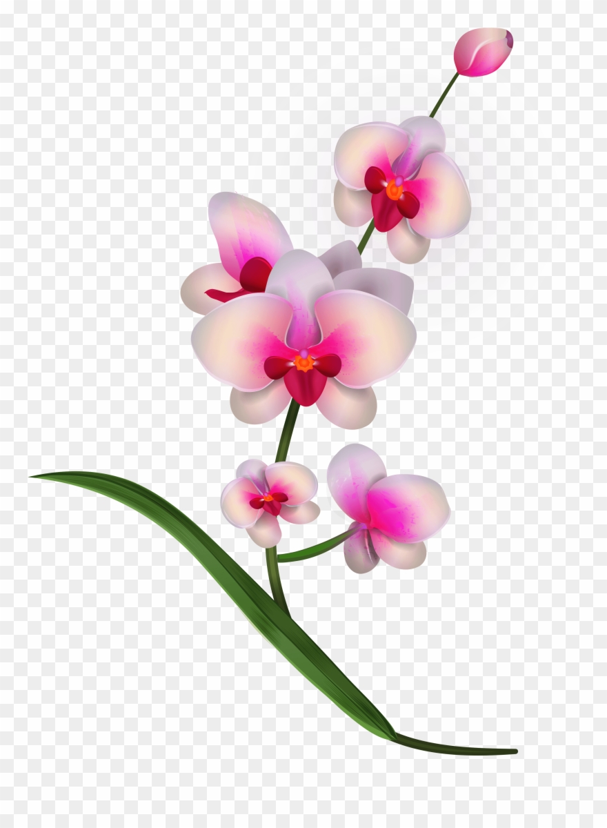 orchid clipart realistic flower