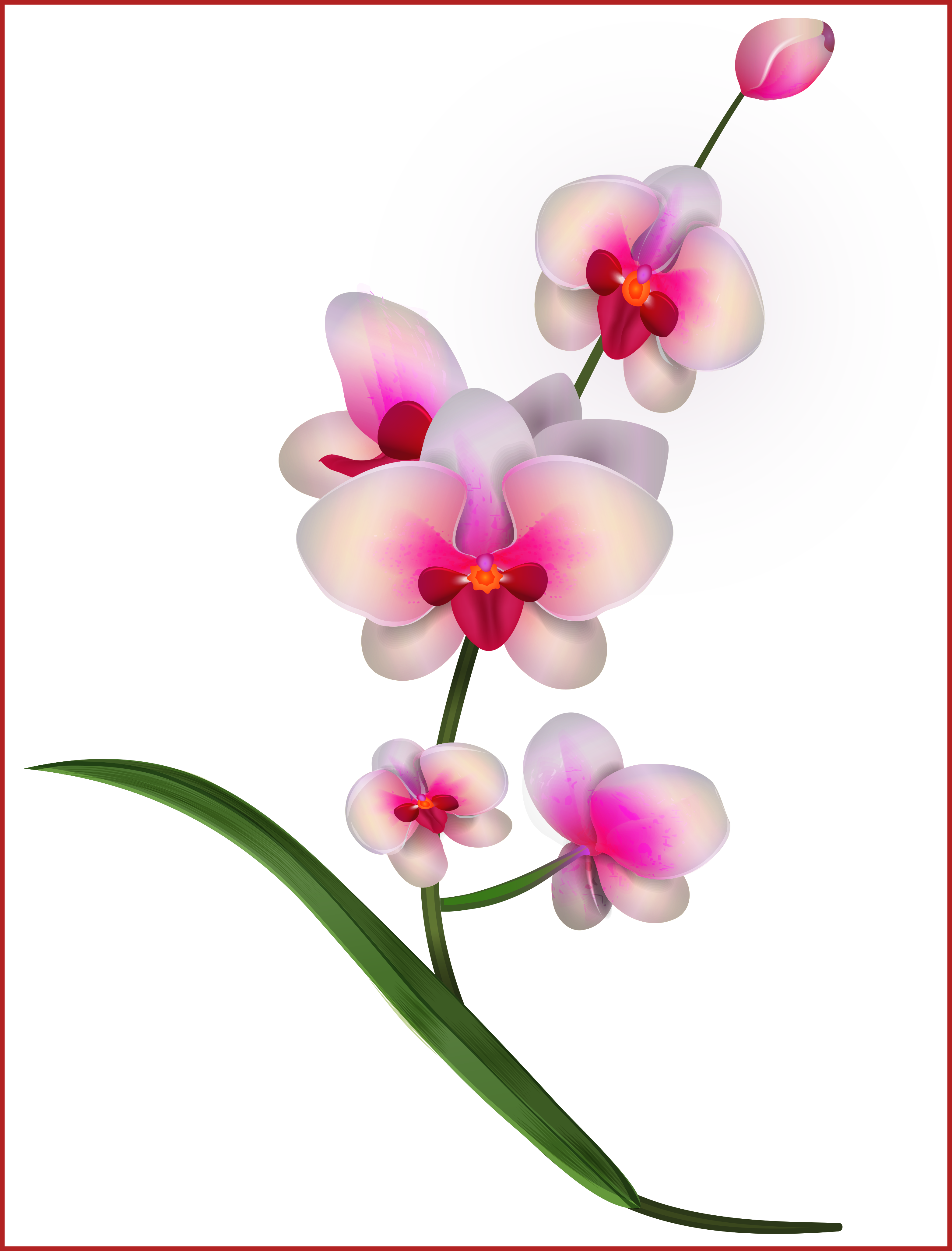 orchid clipart realistic flower