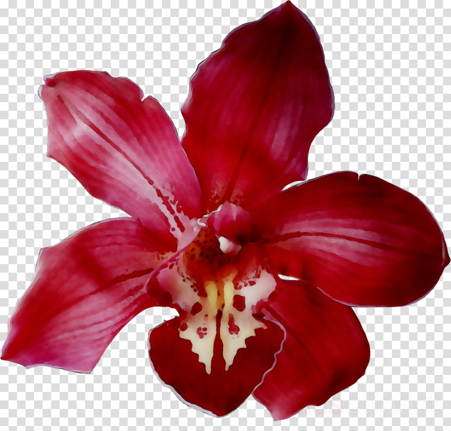 orchid clipart red