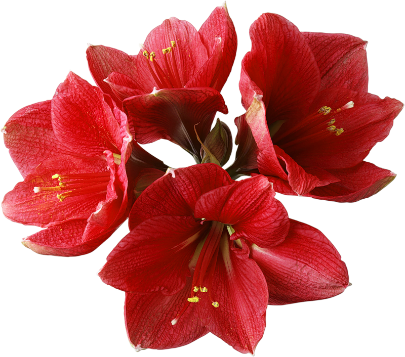 Orchid red