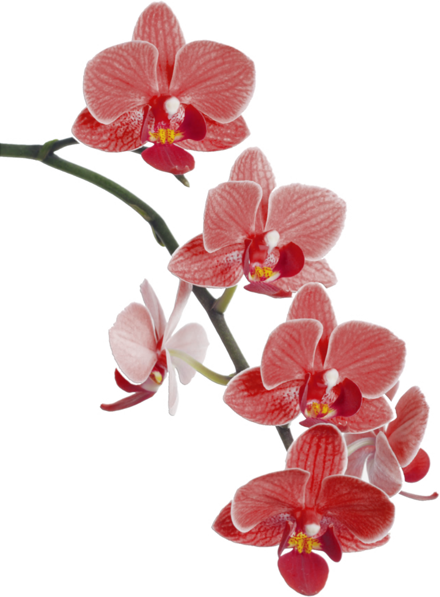 orchid clipart red