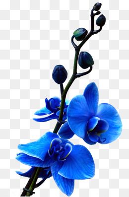 orchid clipart royal blue