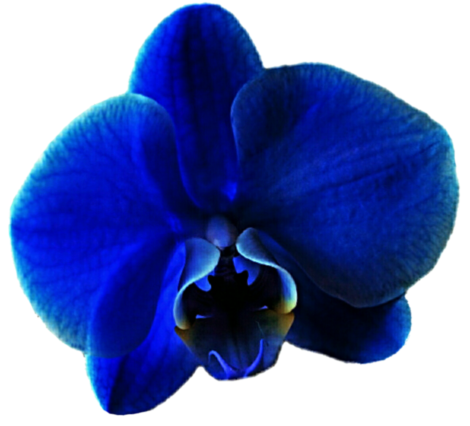 orchid clipart royal blue