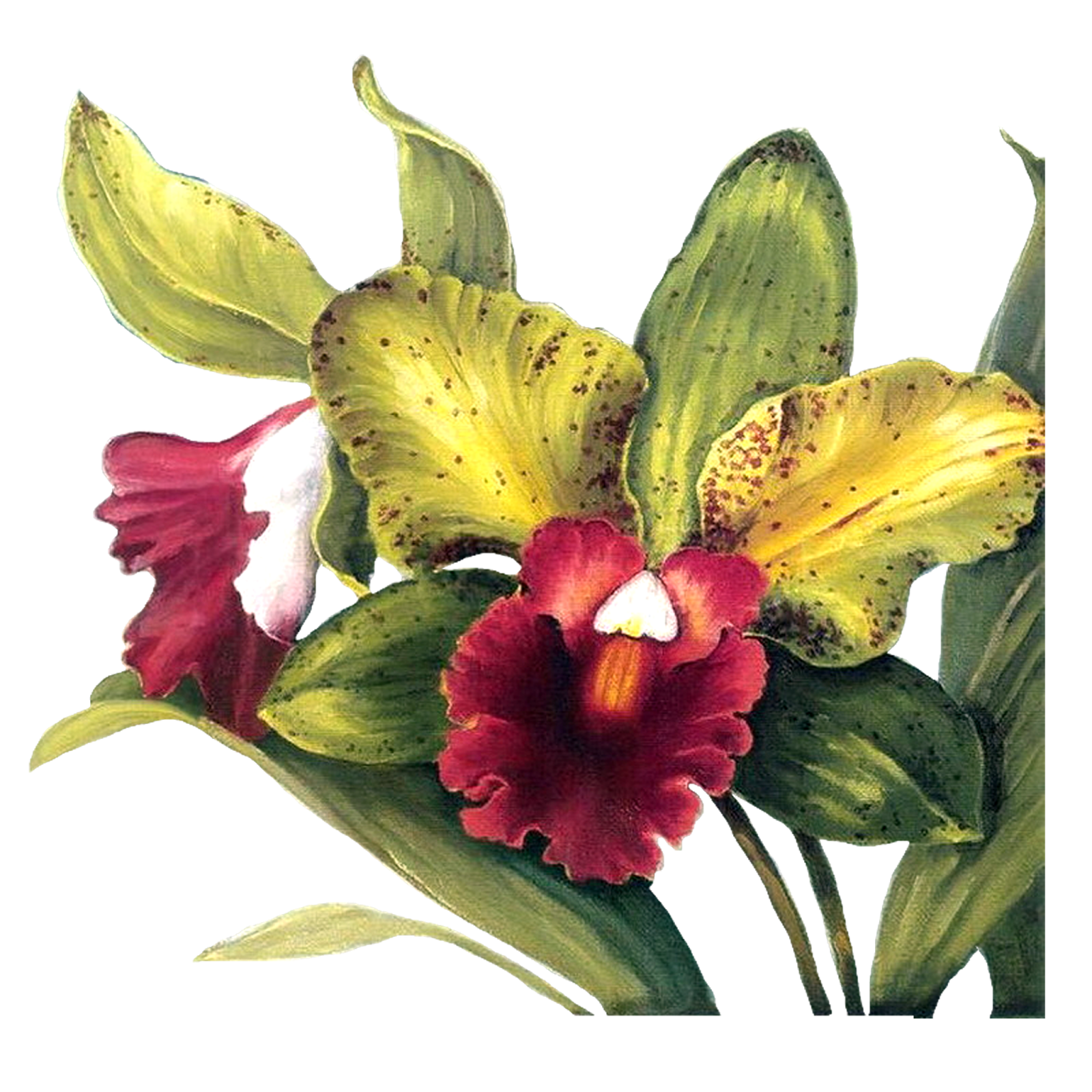 orchid clipart science nature