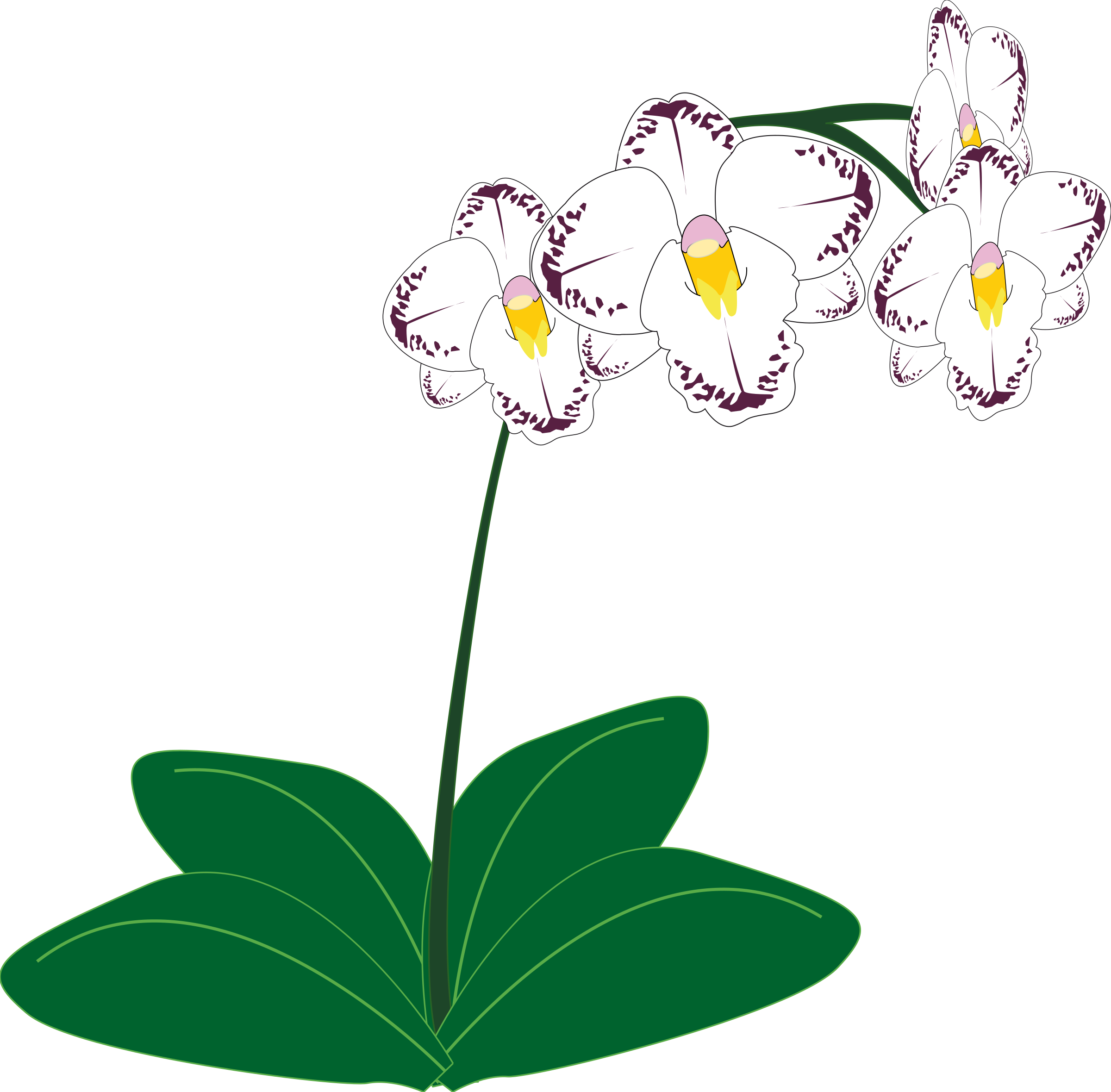 orchid clipart science nature