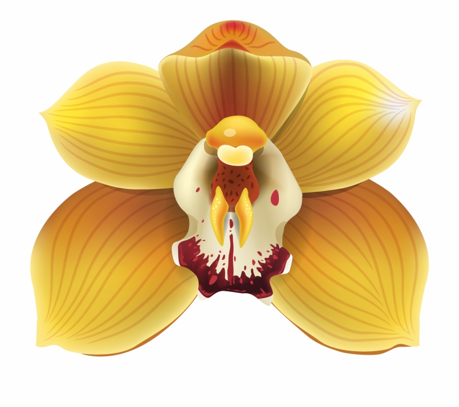 orchid clipart single