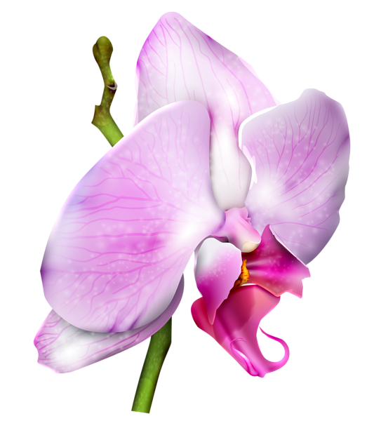 orchid clipart small pink