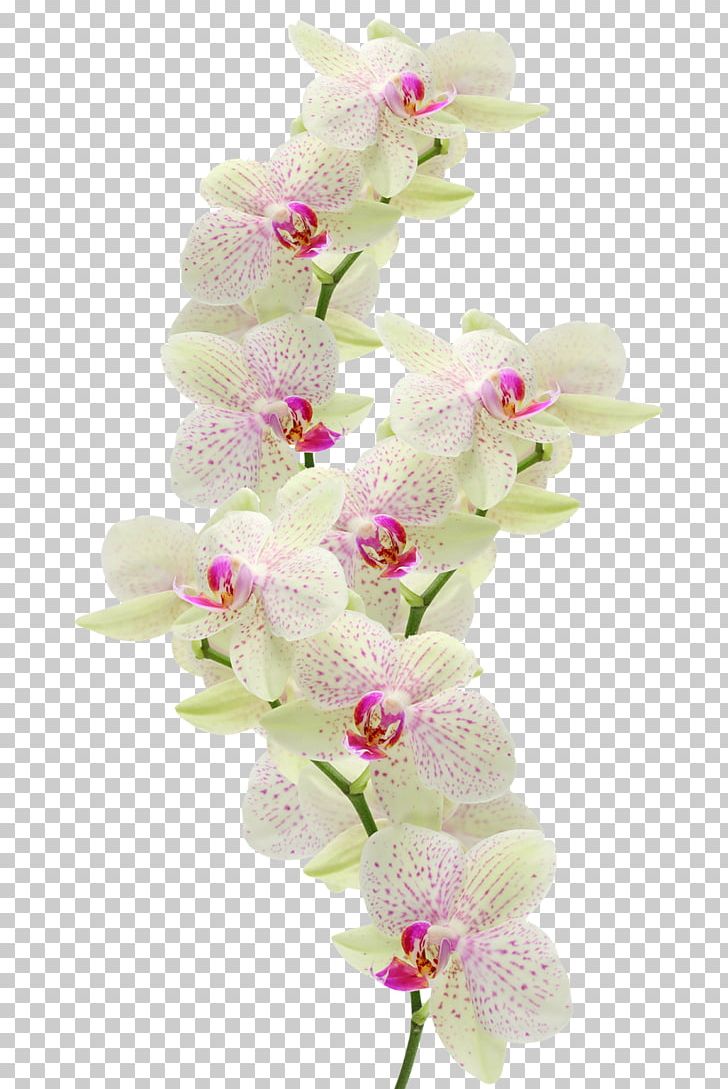 orchid clipart software