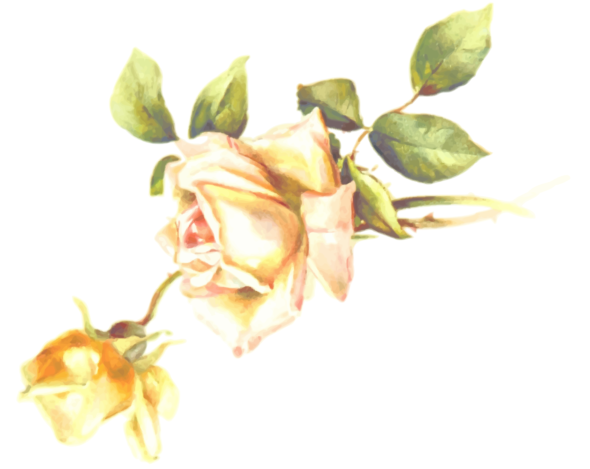Rose by tomas arad. Orchid clipart stylised