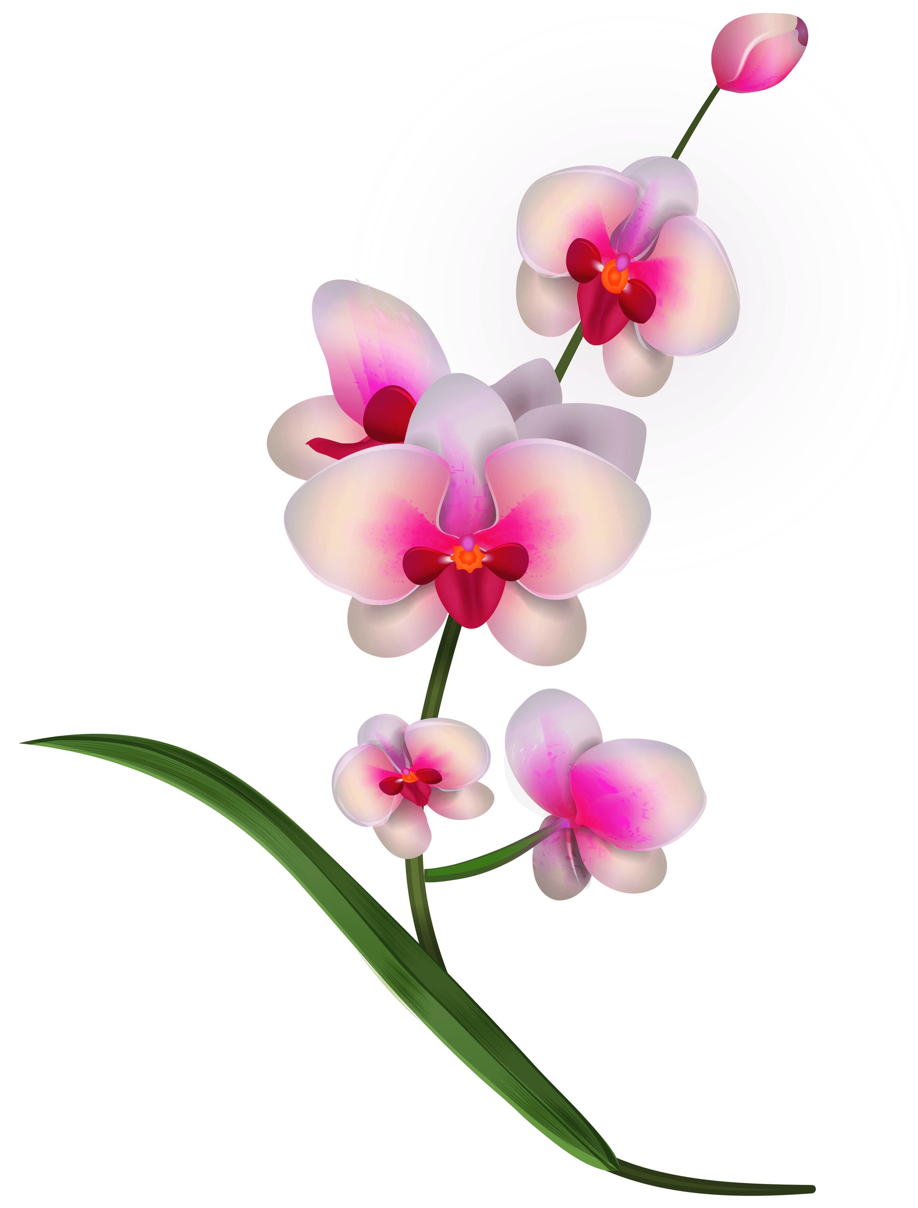 Orchid clipart stylised. Collection of free download